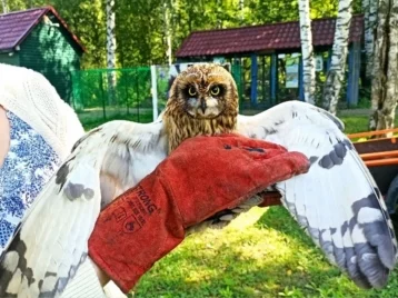 Фото: Кузбассовцы спасли сову с черепно-мозговой травмой 1