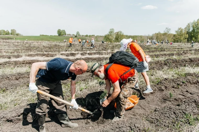 Фото: «Дари добро: посади дерево»: стань частью масштабного экопраздника в Новокузнецке! 1