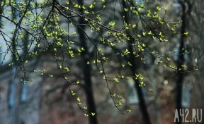 Синоптики рассказали, когда в Кузбасс придёт настоящая весна