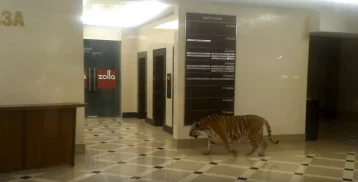 Фото: Хабаровчане сняли на видео гуляющего по торговому центру тигра 1