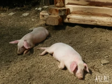 Фото: В Кузбассе выявили особо опасное заболевание свиней, введён режим ЧС 1