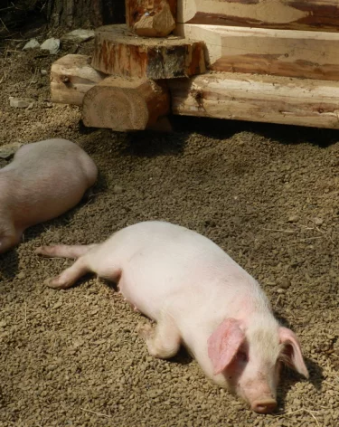 В Кемерове на улице Мира ввели карантин из-за заражённого животного