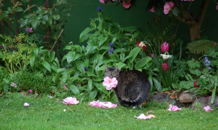 Фото: Толстая кошка каждый день дарит своей хозяйке цветы 2