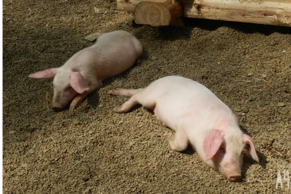 В Кемерове на улице Мира ввели карантин из-за заражённого животного