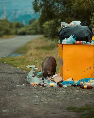 Юрист рассказал, за выброс какого мусора в контейнер может грозить штраф