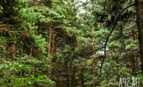 Пропавшую в лесу беременную жительницу Кузбасса нашли