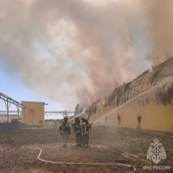 Фото: В Астраханской области во время пожара на птицефабрике в инкубаторе погибли 166 000 кур 1