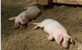 В Кемерове на улице Мира ввели карантин из-за заражённого животного