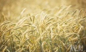 Кузбасс отгрузил в Китай почти 30 тысяч тонн зерна с начала года