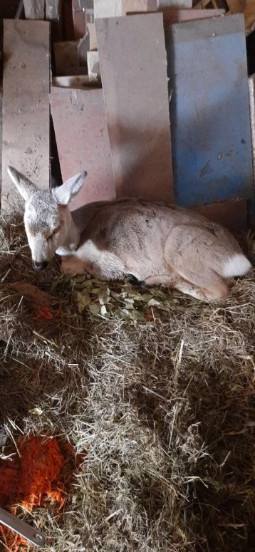 Фото: В Кузбассе спасли двух косуль: одна застряла в заборе, вторая поселилась во дворе частного дома 3
