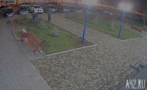Видео: неизвестные вырвали молодые ели на проспекте Шахтёров в Кемерове