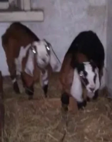 В Кузбассе зять украл у тёщи двух породистых коз