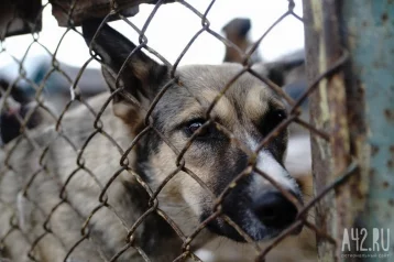 Фото: Нападение собак на кемеровчанина с питомцами попало на видео 1