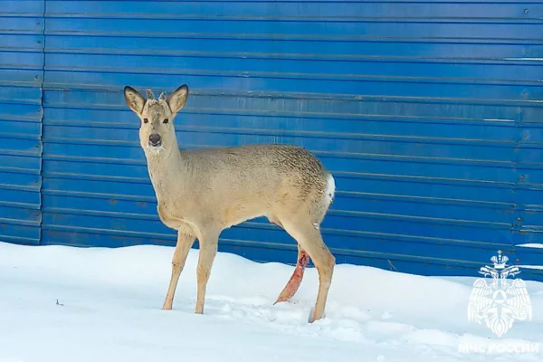 В Кузбассе добровольные пожарные спасли раненую косулю
