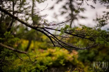 Фото: В Подмосковье заблудившаяся в лесу пенсионерка привязала себя к дереву, ожидая помощи  1