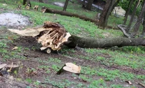 В Кузбассе разрешат использовать поваленные деревья для собственных нужд
