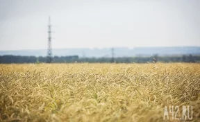 Кузбасс отправил на экспорт более 16 тысяч тонн зерна, главным покупателем стал Китай