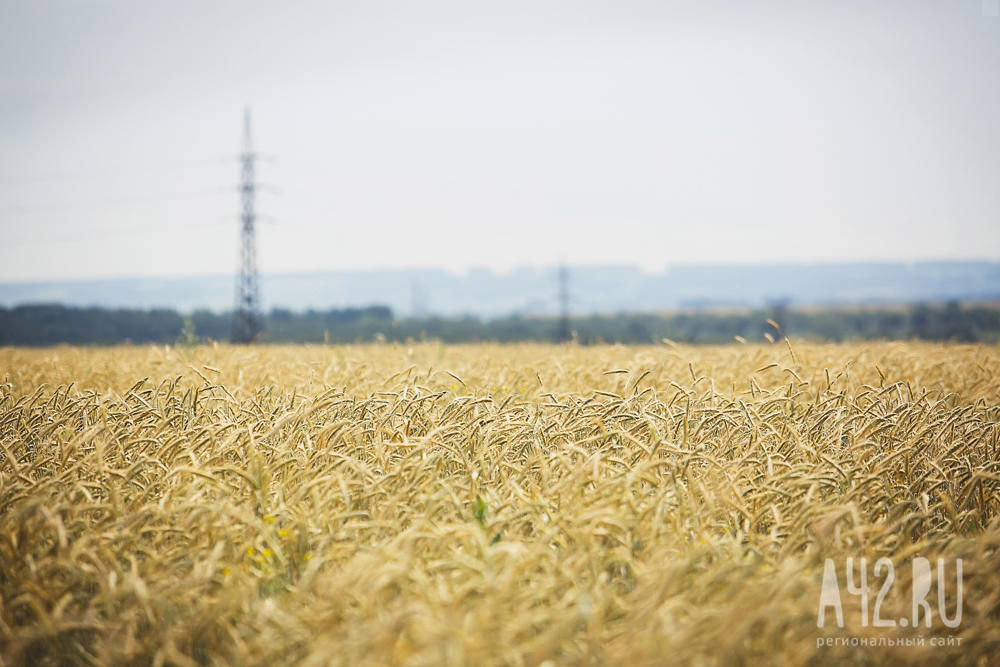 Кузбасс отправил на экспорт более 16 тысяч тонн зерна, главным покупателем стал Китай