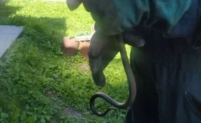 В Кузбассе под крыльцом жилого дома обнаружили змею