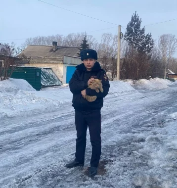 Фото: В Кузбассе кот оказался заперт в доме после смерти своего хозяина 1