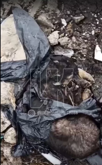 Фото: Жители кузбасского посёлка нашли на свалке трупы собак в пакетах 1