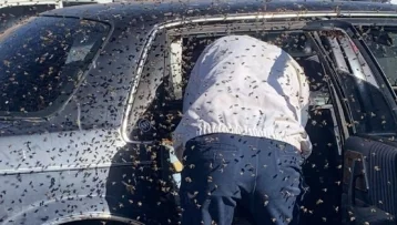 Фото: В припаркованный у магазина автомобиль залетел огромный рой пчёл 1