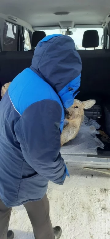 Фото: В Кузбассе спасли двух косуль: одна застряла в заборе, вторая поселилась во дворе частного дома 4