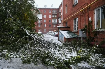 Фото: В ЕДДС Кемерова за утро поступило более 120 звонков с жалобами на сломанные ветки и упавшие деревья 1