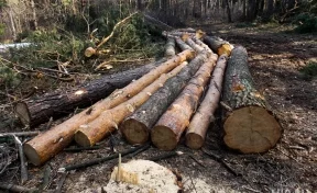 В Кузбассе мужчина погиб во время валки леса