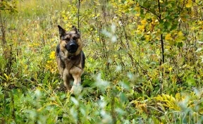 В Кузбассе 8-летний мальчик ушёл на прогулку и пропал без вести