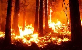 В «лесу Винни Пуха» в Англии потушили сильный пожар
