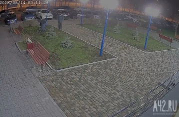 Фото: Видео: неизвестные вырвали молодые ели на проспекте Шахтёров в Кемерове 1