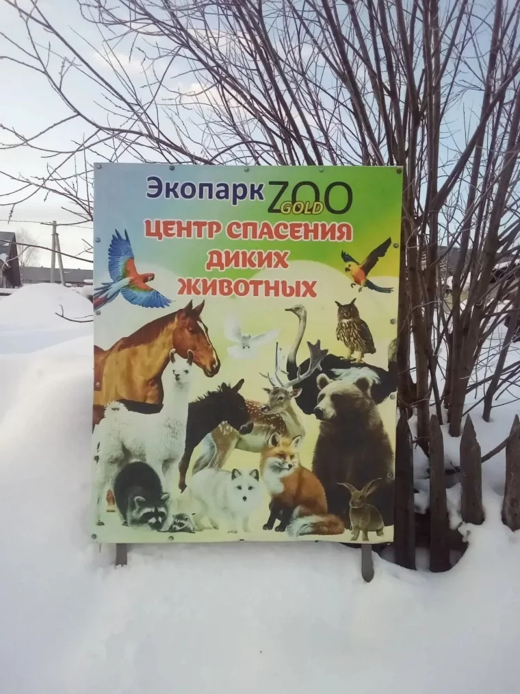 Фото: В Кузбассе водитель сбил на трассе косулю и скрылся с места аварии 1