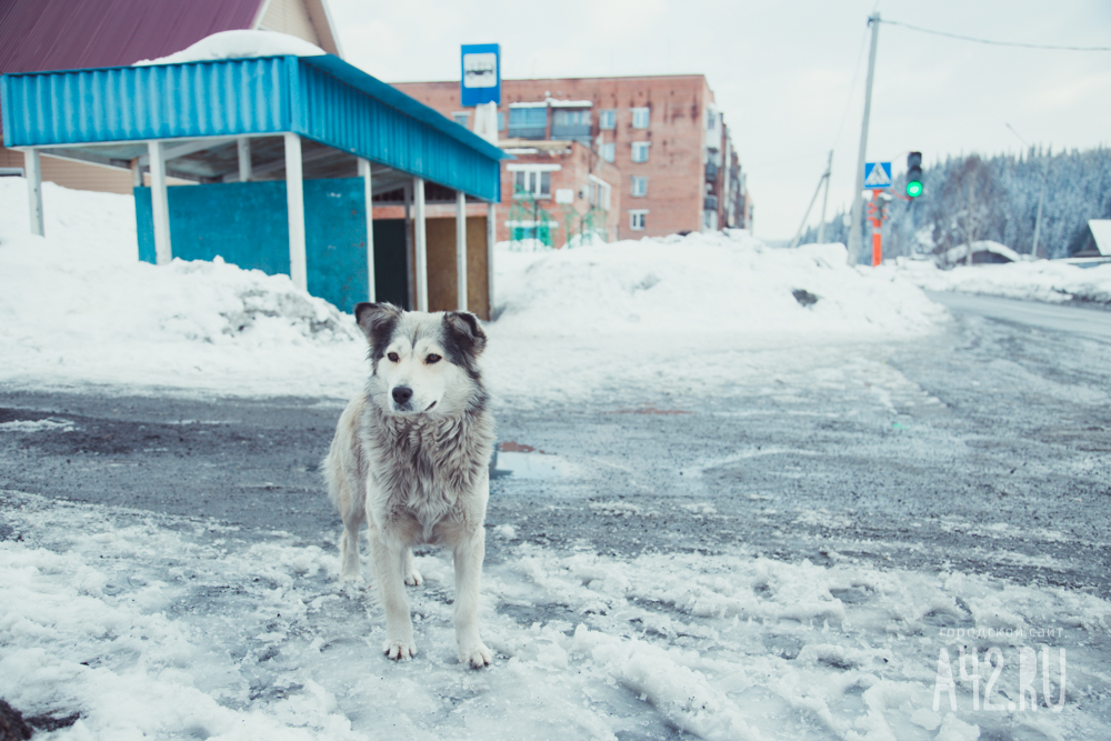 Власти Кемерова предложили выпускать бездомных собак в промзоны