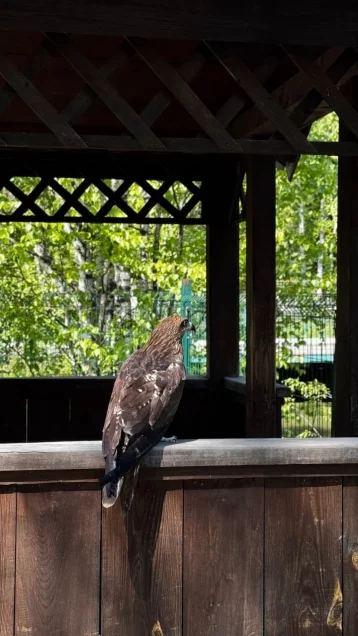 Фото: Сразу пять чёрных коршунов вернули в дикую природу в заповеднике «Кузнецкий Алатау» 4