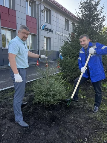Фото: Сотрудники «Кузбассэнергосбыта» в Белове высадили деревья в честь 20-летия «Мечела» 1