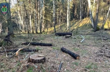Фото: В Кузбассе госинспектор покрывал «чёрных лесорубов», они уничтожили лес на 1,95 млн рублей 1
