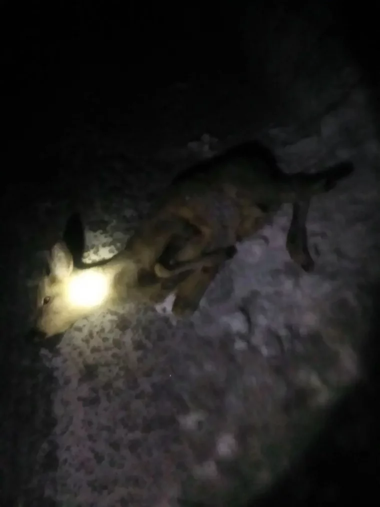 Фото: В Кузбассе водитель сбил на трассе косулю и скрылся с места аварии 2