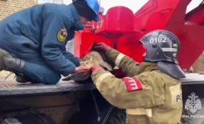 В Ярославской области сотрудники МЧС спасли застрявшего в окне кота