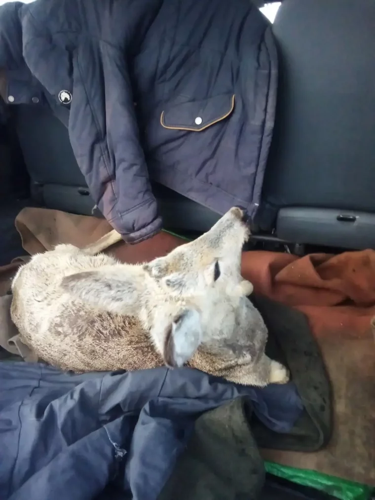 Фото: В Кузбассе водитель сбил на трассе косулю и скрылся с места аварии 3