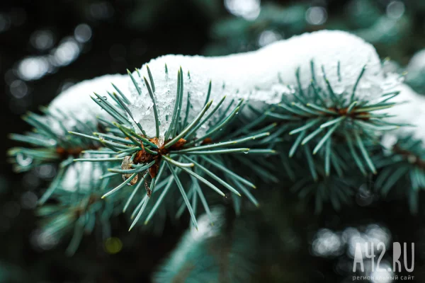 В Кузбассе с 10 ноября стартует операция «Ель»: какие штрафы ждут новогодних лесорубов