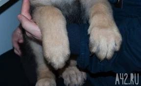 Полиция ищет мошенницу, продавшую кемеровчанке дворовую собаку под видом породистой
