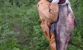 На Урале поймали гигантского толстолобика размером с человека