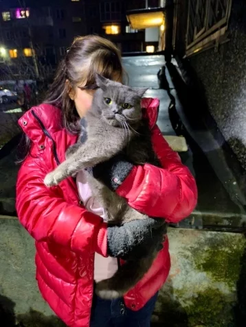 Фото: В Кузбассе домашний кот застрял в подвале: его вызволили спасатели 3