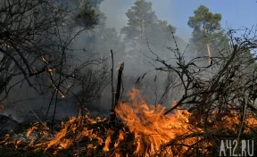 Власти рассказали о ситуации с лесными пожарами в Кузбассе 
