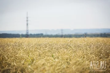 Фото: Кузбасс отправил на экспорт более 16 тысяч тонн зерна, главным покупателем стал Китай 1