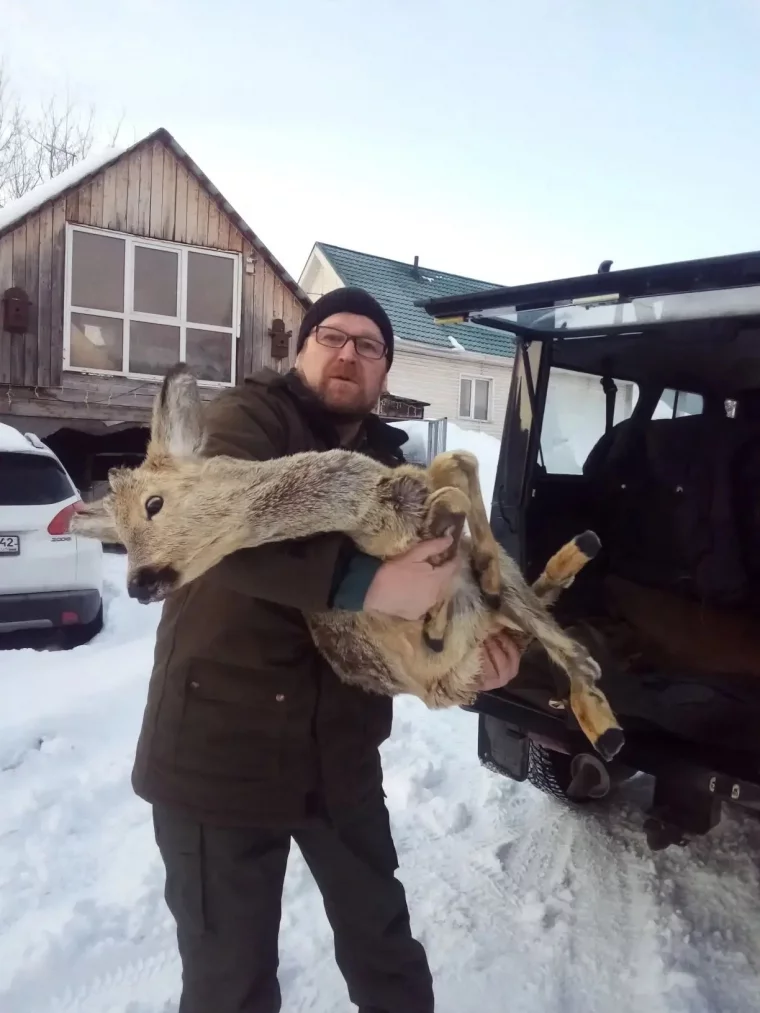 Фото: В Кузбассе водитель сбил на трассе косулю и скрылся с места аварии 4