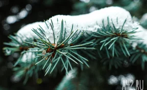 В Кузбассе с 10 ноября стартует операция «Ель»: какие штрафы ждут новогодних лесорубов