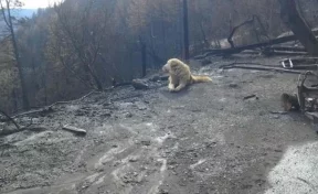 Собака почти месяц ждала хозяев у сгоревшего дома в Калифорнии