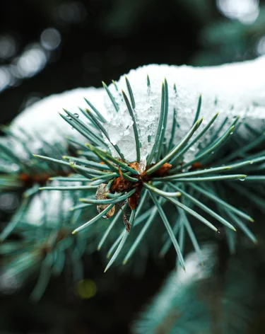 В Кузбассе с 10 ноября стартует операция «Ель»: какие штрафы ждут новогодних лесорубов